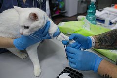 Подробнее о статье В России предложили повременить с сертификацией лекарств для животных