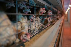 Подробнее о статье В России начало дешеветь мясо курицы