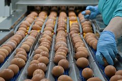 Подробнее о статье Российские производители курятины и яиц рассказали о проблемах с деньгами