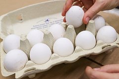 Подробнее о статье Российские производители курицы и яиц попросили о помощи